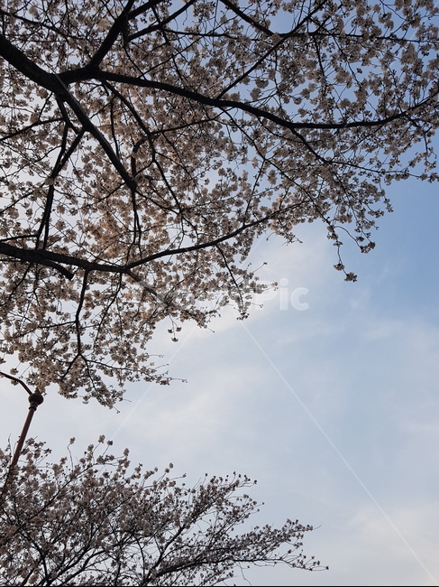 벛꽃,구름,하늘,날씨맑음,온천천,부산