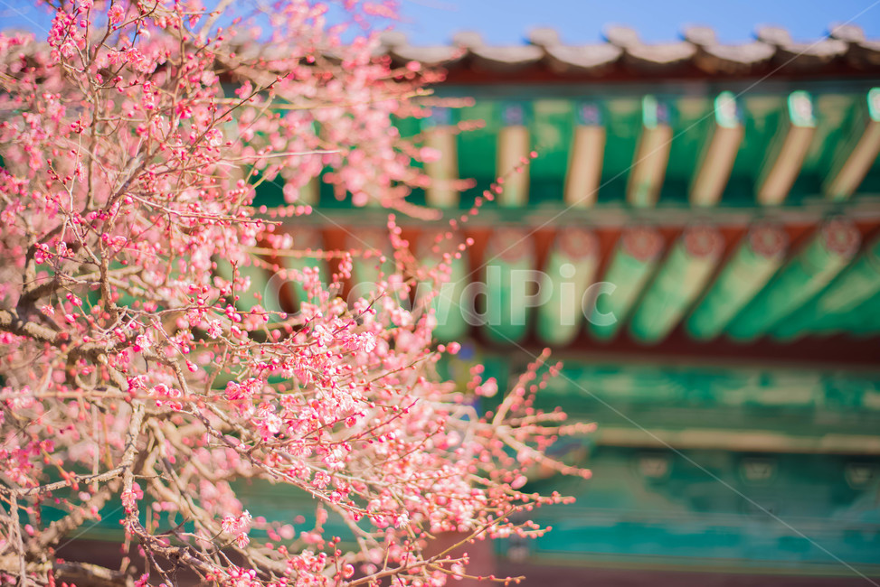 꽃,홍매화,절,봄꽃,매화,봄,계절,spring,season,한국전통,한국문화,korean traditional,korean culture,식물,자연,plants,nature,꽃,flower,건축물,건물외관,exterior,building,structure,architecture,construction,plant
