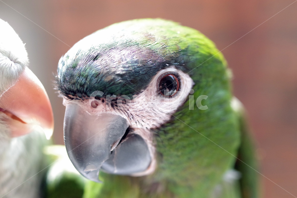 앵무새,봄,동물,조류,한스마카우,퀘이커,PARROT,MACAW,QUAKER,SPRING,동물,animal,조류,새,birds