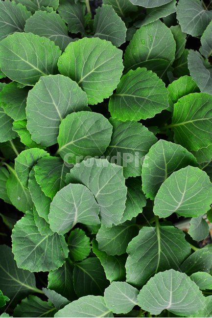 채소,야채,쌈채소,음식,식재료,food,green,fresh,신선한,싱싱한,plant,건강식품,푸성귀,건강식,vegetable,상추,채소밭,어린,섬유질,다이어트,케일,식물,자연,plants,nature,음식,식재료,요리,food,cook,meal,dishes,food reserves,채소,야채,vegetables