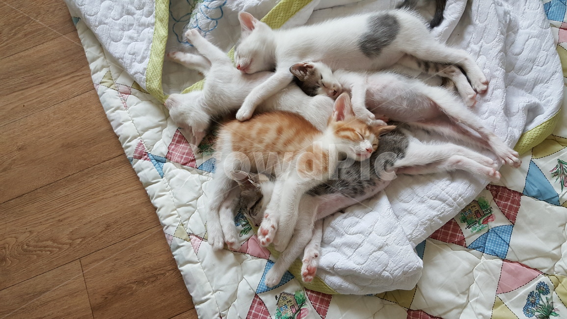 고양이,아기고양이,테비,다섯마리,자는고양이,동물,animal,포유류,mammal,고양이,cat,kitten,kitty