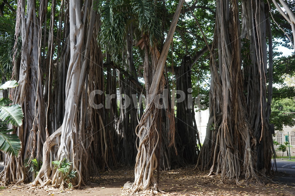 plant,식물,root,뿌리,나무,식물,자연,plants,nature,나무,trees,wood
