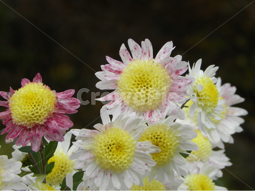꽃,식물,꽃밭,들꽃,꽃사진,flower,flowerbed,flowergarden,plants,wildflower,식물,자연,plants,nature,꽃,flower
