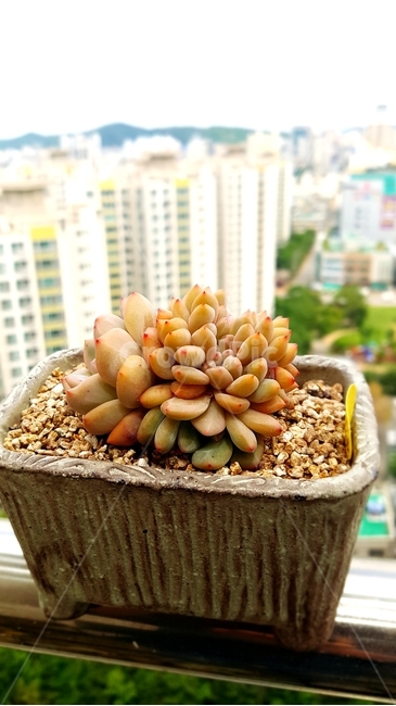 다육이,하늘,화초,식물,풍경,꽃,자연,화분,식물,자연,plants,nature,실내용화초,화분,화초,house plant