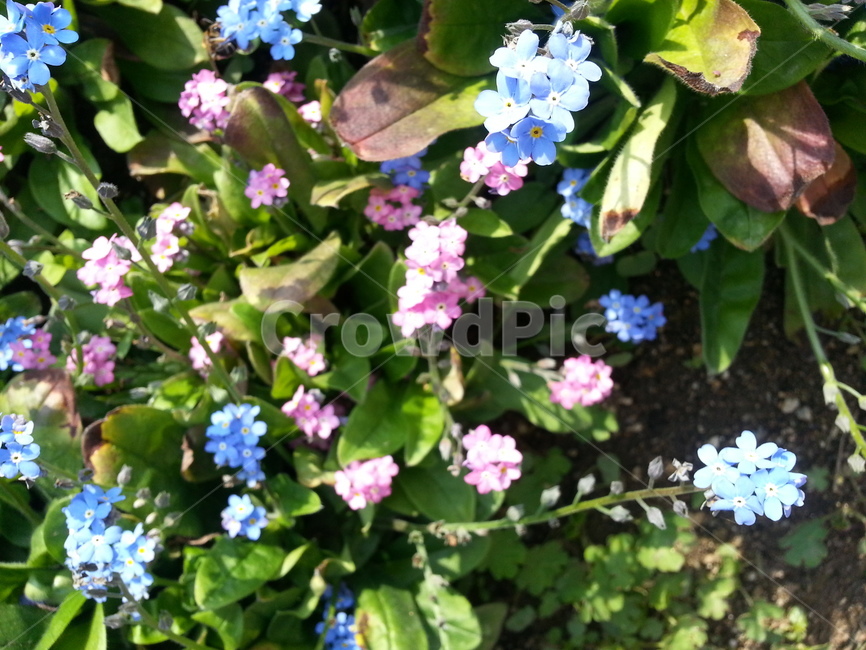 식물,꽃,flower,제라늄,plant,geranium,보라,핑크,puple,pink