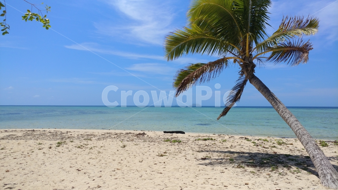 자연풍경,해외,남태평양,피지,섬,푸른바다,푸른하늘,야자수,southPacific,FijiIsland,blueocean,palmtree,자연,풍경,nature,landscape,해변,바다,beach,sea,식물,plants,나무,trees,wood,summer,여름