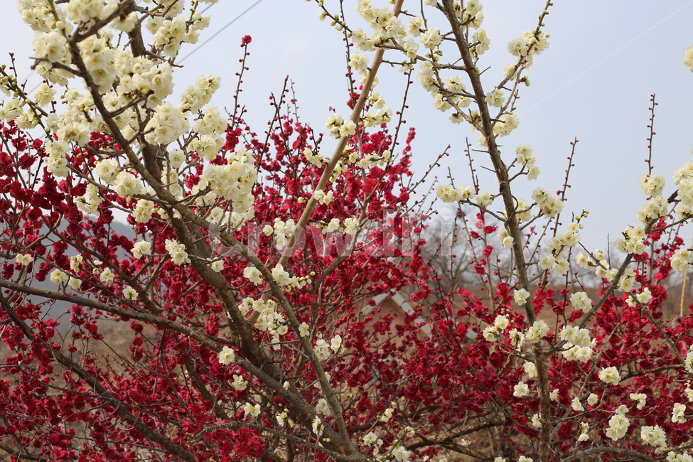 매화,홍매화,봄,식물,꽃,봄꽃,봄,계절,spring,season,식물,자연,plants,nature,꽃,flower,plant,blossom