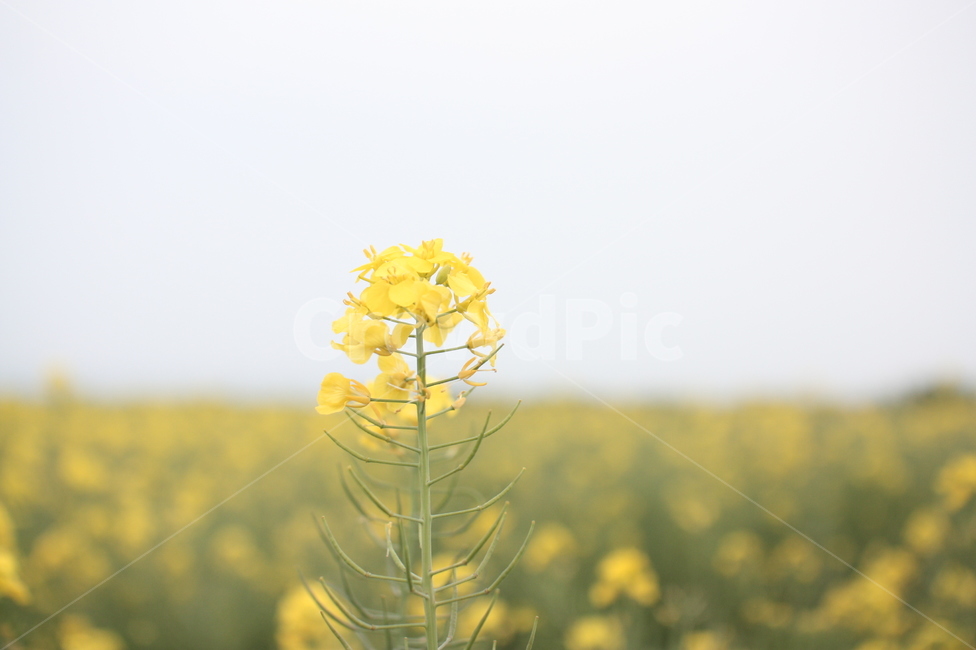 유채,유채꽃,노란꽃,제주,우도,꽃,flower