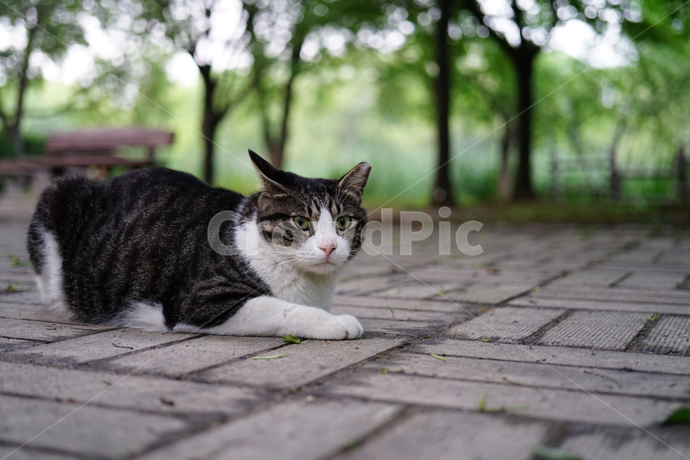 pet,animal,동물,mammal,포유류,cat,고양이,길냥이,동물,animal,포유류,mammal,고양이,cat,kitten,kitty