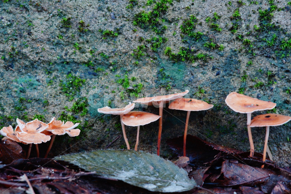 fungus,식물,mushroom,amanita,버섯,버섯,mushroom