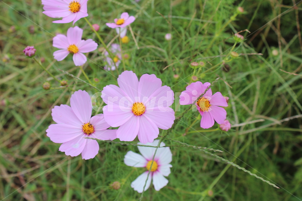 가을,자연,식물,코스모스,핑크색,분홍색,가을꽃,식물,자연,plants,nature,꽃,flower