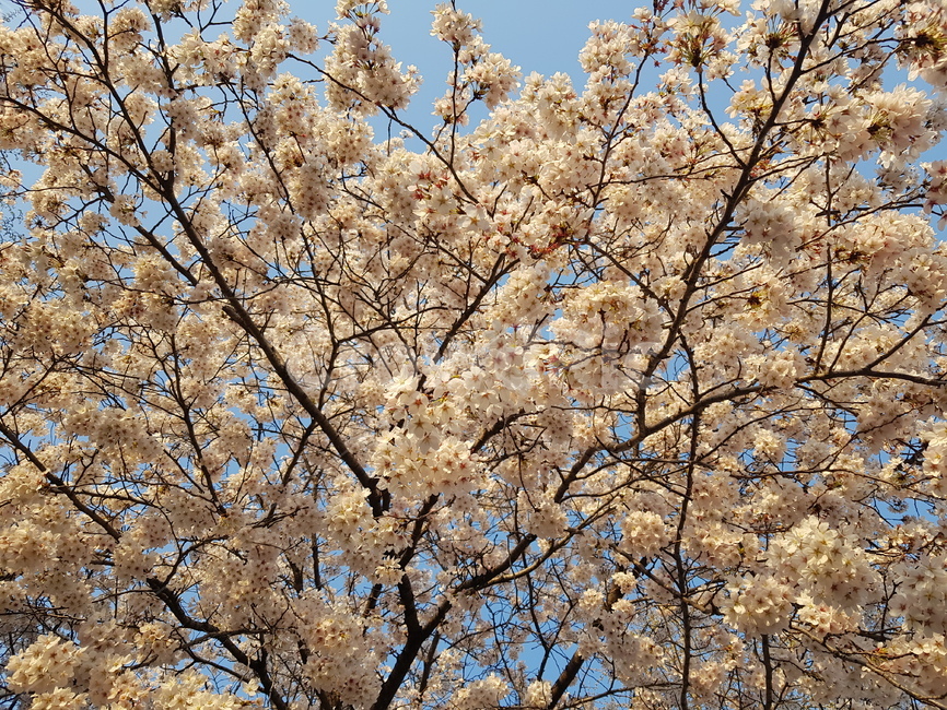 감성사진,벚꽃,꽃,봄,벚나무,만개,꽃나무,하얀꽃,꽃가지,하늘,사쿠라,계절,cherryblossom,spring,flowers,branch,blooming,sky,background,sunshine,sakura,season