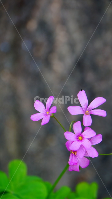 꽃,보라색,flower,녹색,풍경,분홍색,식물,자연,봄꽃,꽃잎,봄,계절,spring,season,식물,자연,plants,nature,꽃,flower,blossom,geranium,제라늄,plant