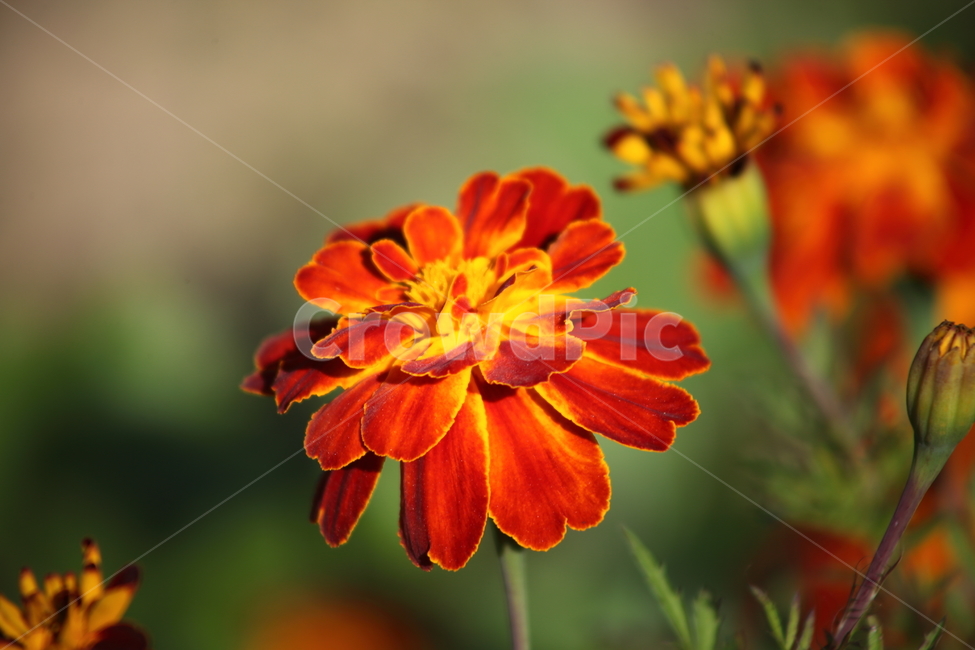 메리골드,꽃,식물,marigold,국화과,만수국,식물,자연,plants,nature,꽃,flower
