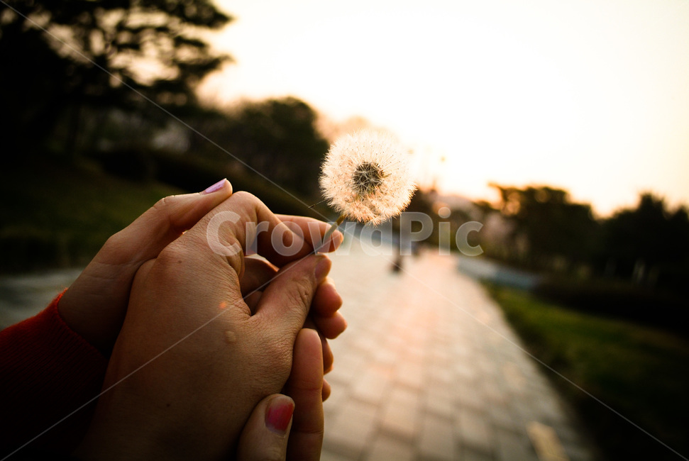 민들레,봄,봄꽃,식물,손,해질녘,꽃,flower,spring,dandelion,사랑,연인,부부