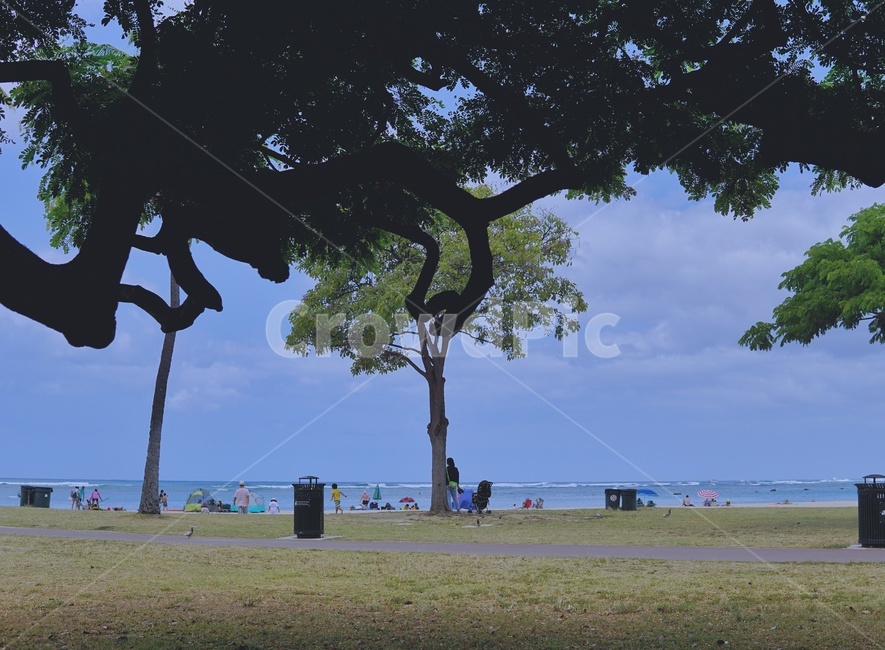 파란색,하늘,바다,나무,해변,하와이,자연,풍경,nature,landscape,사람들,대중,군중,other people,crowd,tree,plant,식물,tree trunk,나무 줄기
