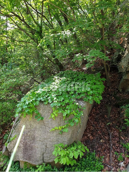 산,바위,돌,돌담,자연,담쟁이