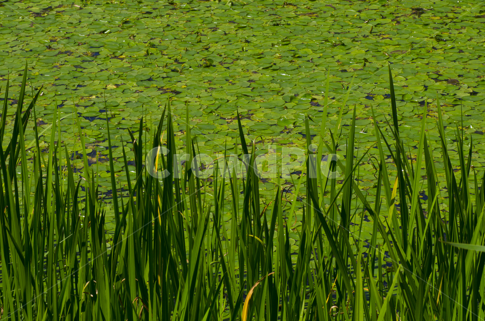 연못,연잎,물풀,수풀,여름,scene,view,feeling,emotion,nature,landscape,season,풍경,감정,감성,자연,계절,뷰티,pond,leaf,summer,풍경사진,감성사진,정취