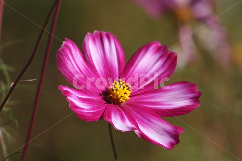 코스모스,꽃,식물,가을꽃,cosmos,가을,계절,fall,autumn,season,식물,자연,plants,nature,꽃,flower,plant