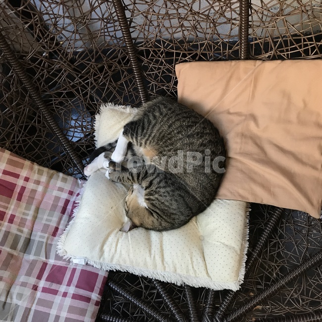 고양이,반려묘,코숏고양이,코리안숏헤어,수면,카페,휴식처,cat,잠들다,애완동물,애완고양이,동물,animal,포유류,mammal,고양이,cat,kitten,kitty