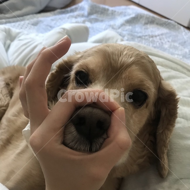 강아지,귀여운개,반려견,코카스파니엘,악마견