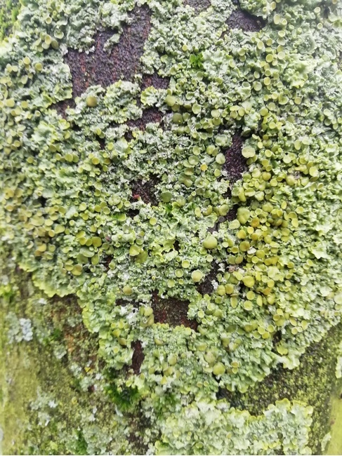 지의류,lichen,nature,자연,생물