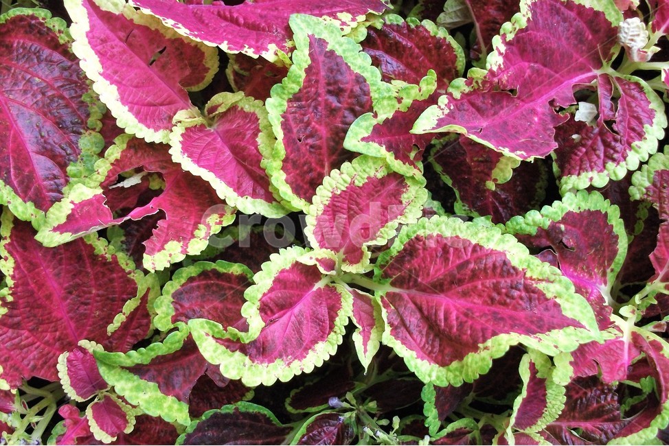 아름다움,비,물방울,자연,싱그러움,rain,fresh,beautiful,plant,flower,식물,자연,plants,nature,꽃,flower