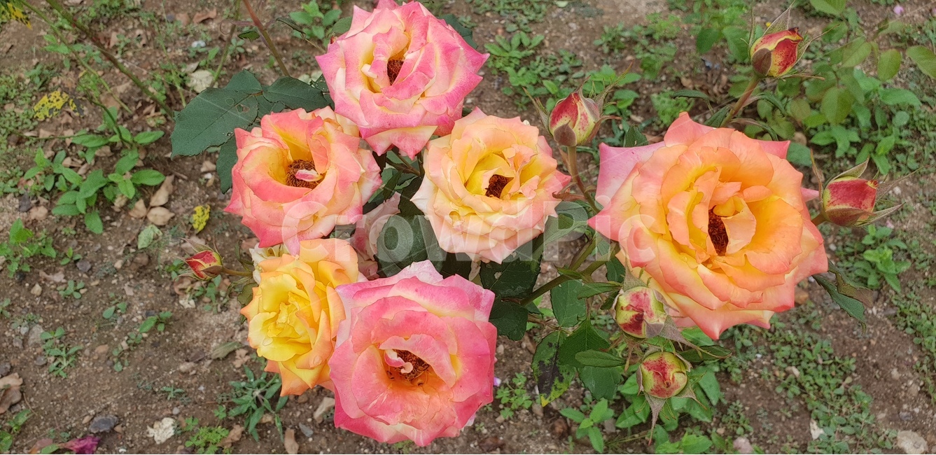 로즈,장미,꽃,식물,장미꽃,식물,자연,plants,nature,꽃,flower