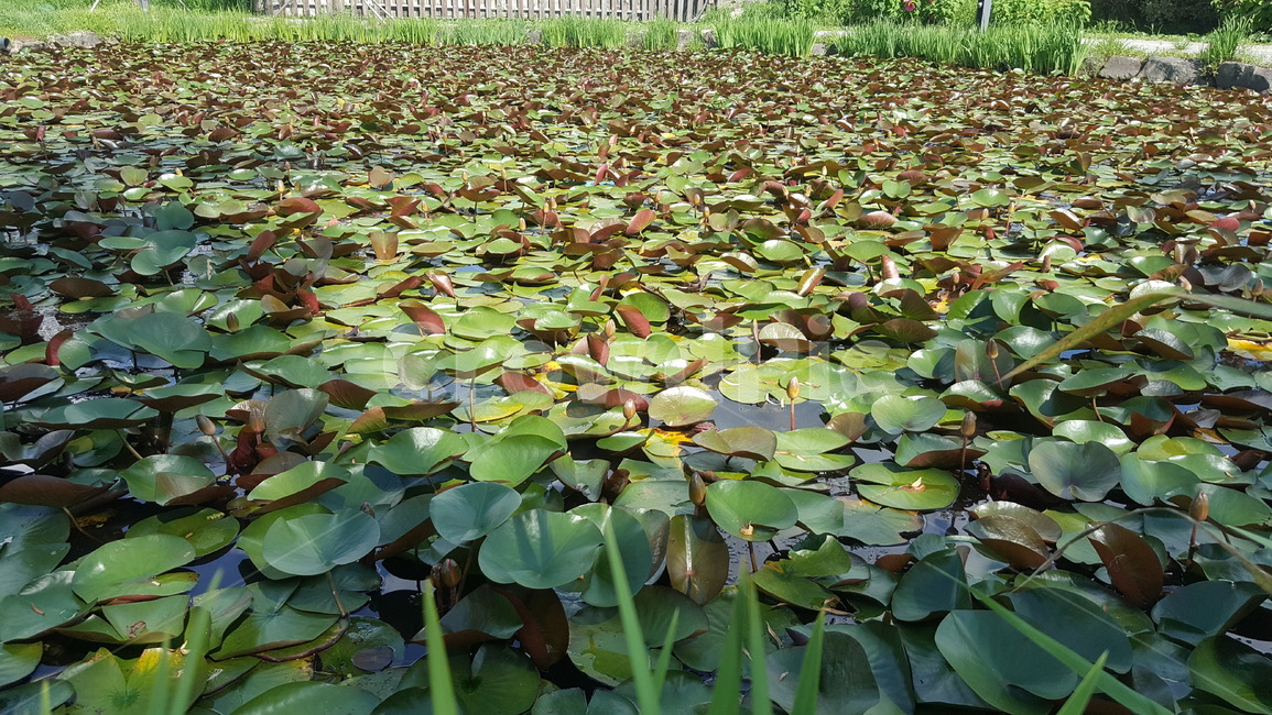 연꽃,꽃,식물,연못,녹색,식물,자연,plants,nature
