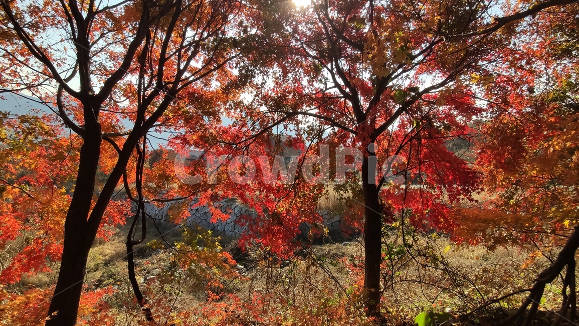 가을단풍,가을,엽록소,tree,나무,plant,식물,leaf,잎,maple,단풍,가을,계절,fall,autumn,season