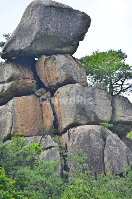 plant,식물,vegetation,초목,nature,자연,outdoors,옥외,충북,화양구곡,첨성대,화양구곡첨성대