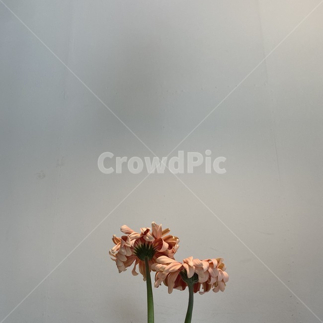 plant,식물,꽃,조명,풀