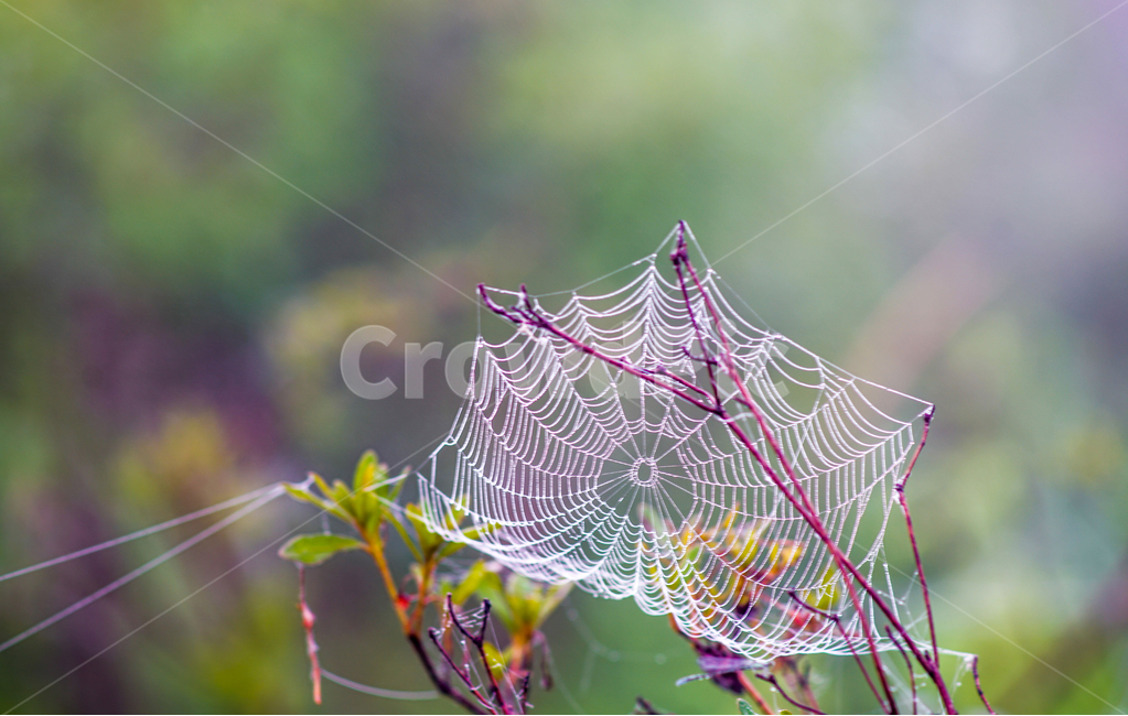 거미줄,거미집,자연,아침,이슬,자연,풍경,nature,landscape,식물,plants