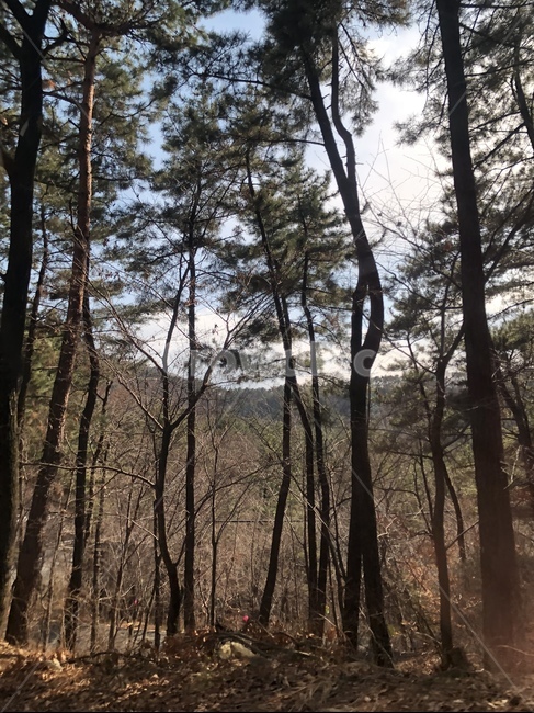 풍경,나무,숲,숲속,산,겨울산,자연,자연,풍경,nature,landscape,tree,plant,식물