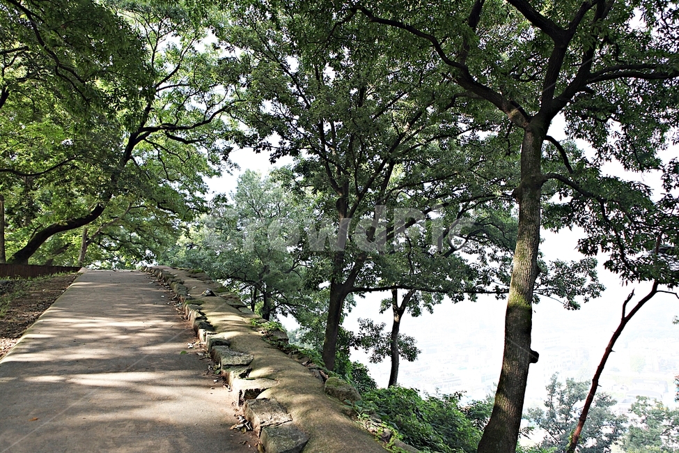 공주산성,성,산성,성곽,길,둘레길,숲,숲길,돌담,담,여름,풍경,흙담,벽,방어벽,나무,식물,유네스코등제