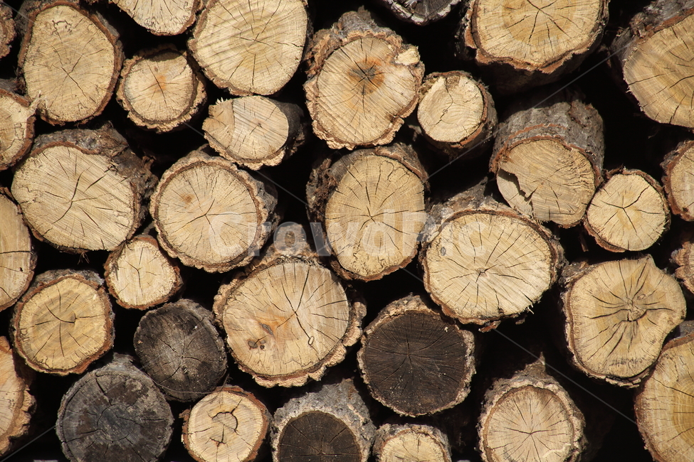 나무,장작,단면,wood,firewood,나무,trees,wood