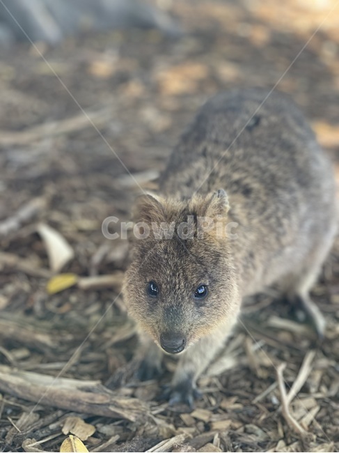 동물,쥐,다람쥐,쿼카,qukka,외국,먹이,animals,animal,동물,animal,포유류,mammal