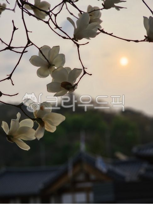 목련꽃,노을,저녁,하얀꽃,전통건축,고요함,평화,자연,봄꽃,꽃망울,자연풍경,순수함,은은함,감성,정원,휴식,시간의흐름,일몰,따뜻한빛,식물,자연관찰,자연치유,고즈넉함,여유,정서,힐링,그리고풍류,한옥,자연미,은은한색감,봄날,아련한,magnolia,sunset,evening,whiteflower,traditionalarchitecture,calm,peace