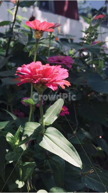 식물,꽃,분홍,flower,여름꽃,식물,자연,plants,nature,꽃,flower