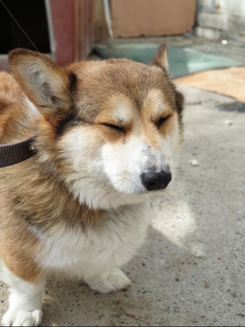 강아지,웰시코기,반려견,웃음,표정,동물,animal,포유류,mammal,개,강아지,dog,doggy