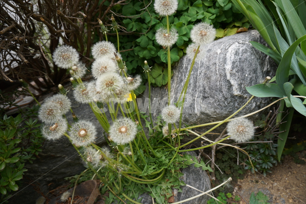 민들레,꽃,마당,봄꽃,봄,흰꽃,민들레씨,민들레홀씨