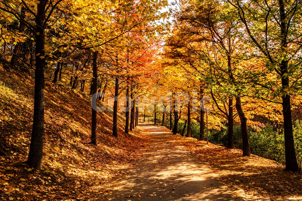 단풍,가을풍경,풍경,가을,가을날,landscape,가을길,가을,계절,fall,autumn,season,자연,풍경,nature,landscape,tree,나무,plant,식물,leaf,잎,maple