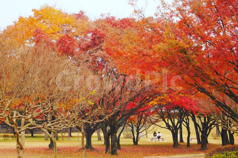 경주,단풍,은행,공원,커플,풍경,사진,자연,풍경,nature,landscape,가을,계절,fall,autumn,season,tree,나무,plant,식물,maple