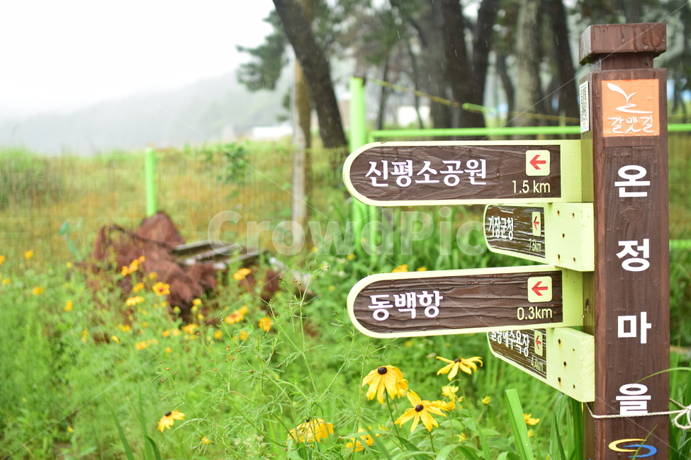 표지판,꽃,나무,하늘,푸름,초록