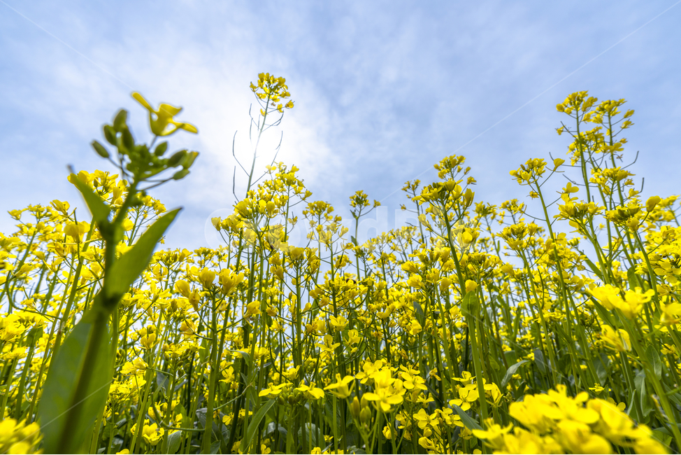 유채꽃,파란,하늘,꽃,자연,나무,구름,sky,tree,cloud,rapeflower,flower,식물,자연,plants,nature,꽃,flower