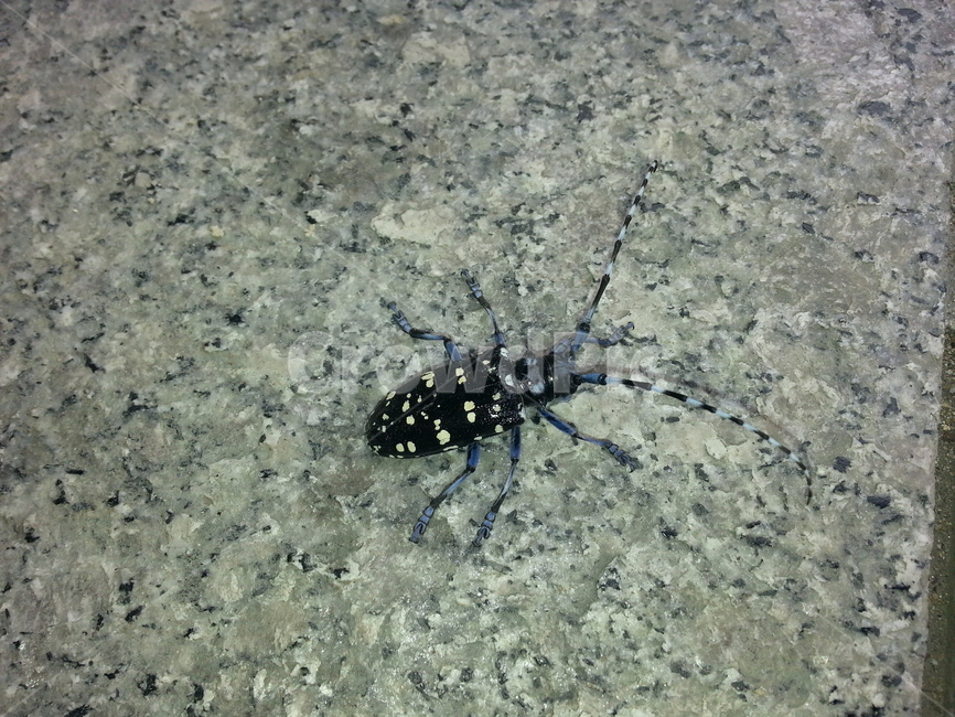 곤충,자연,장수,생물,하늘,하늘소,천연기념물,곤충,벌레,insect,bug
