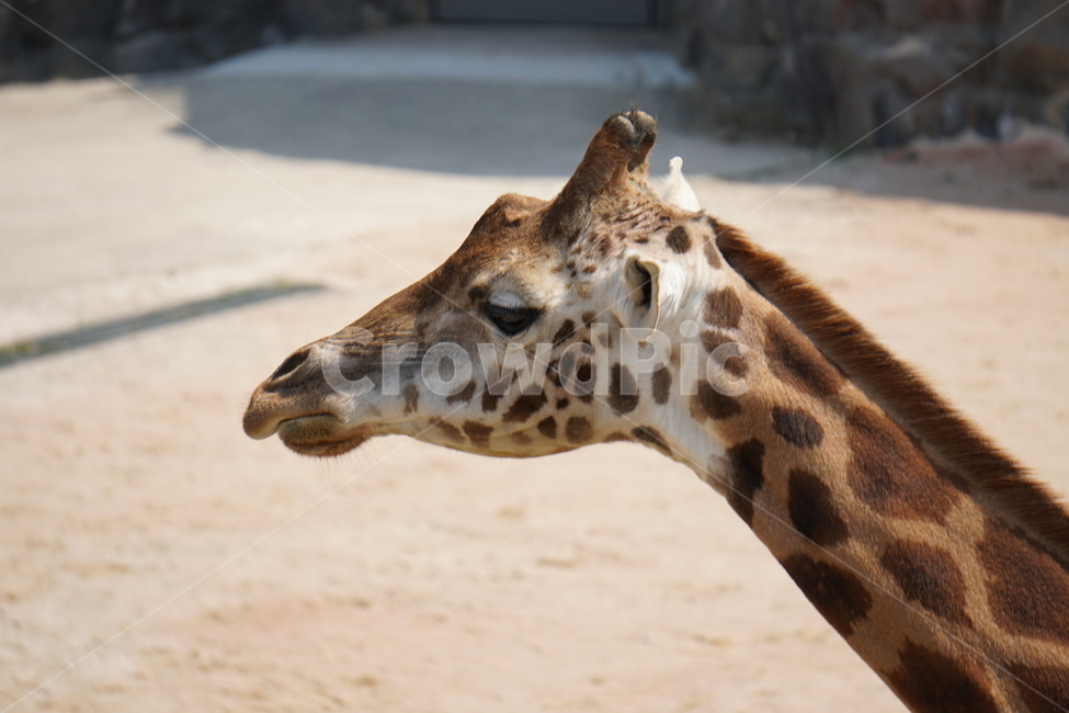 기린,동물,동물원,공원,자연,동물,animal,포유류,mammal