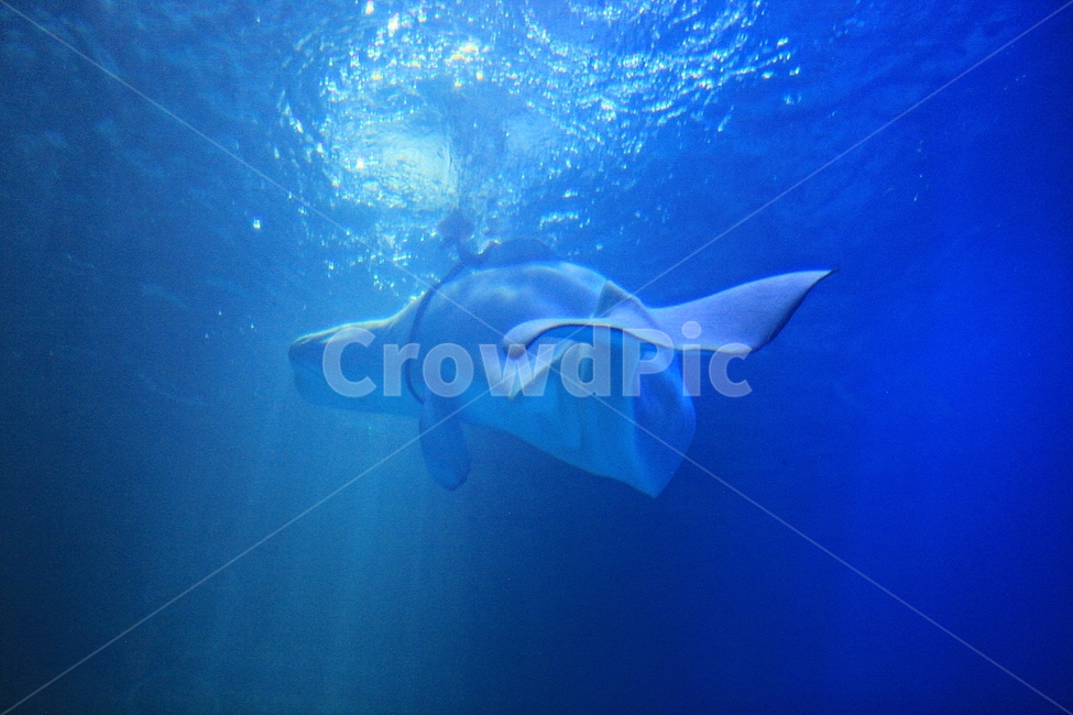 돌고래,아쿠아리움,포유류,고래,배경,수족관,물,동물,animal,포유류,mammal