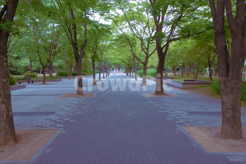 공원,나무,흐림,직선,뻗음,파랑,자연,풍경,nature,landscape,path,통로,outdoors,옥외,lawn,잔디,grass,park,plant,식물