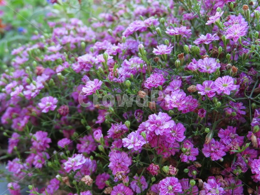 작은꽃,아름다움,귀여움,작다,꽃,식물,공원,화려함,smallflowers,beauty,small,plants,parks,flowers